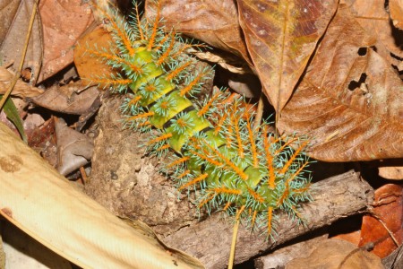 caterpillar Cristalino Jungle Lodge, Brazil